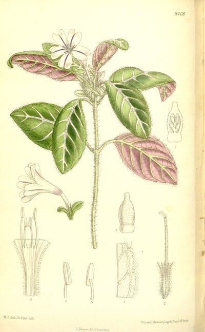 Acanthaceae door J.N. Fitch